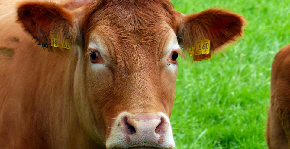 Livestock Protection